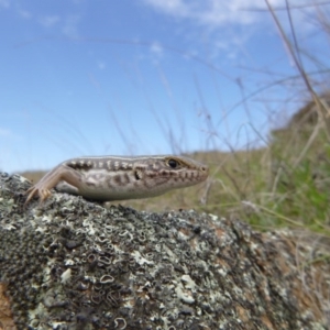 Ctenotus robustus at Googong, NSW - 23 Sep 2013