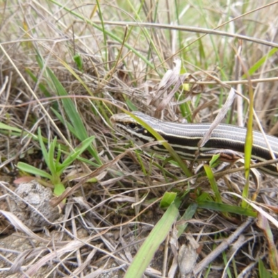 Ctenotus taeniolatus (Copper-tailed Skink) at Googong, NSW - 23 Sep 2013 by RobSpeirs