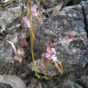 Diuris punctata at suppressed - 15 Oct 2012