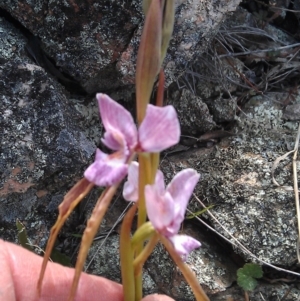 Diuris punctata at suppressed - 15 Oct 2012