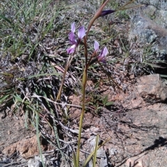 Diuris dendrobioides (Late Mauve Doubletail) at Theodore, ACT - 1 Nov 2012 by RobSpeirs