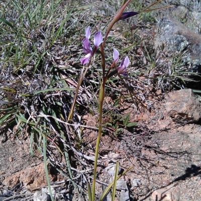 Diuris dendrobioides (Late Mauve Doubletail) at Theodore, ACT - 1 Nov 2012 by RobSpeirs