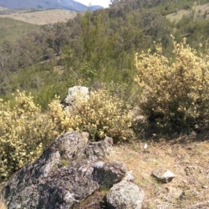 Pomaderris pallida at Gigerline Nature Reserve - 14 Oct 2015 11:36 AM