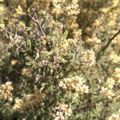 Pomaderris pallida at Gigerline Nature Reserve - 14 Oct 2015