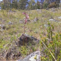 Diuris dendrobioides (Late Mauve Doubletail) at Kambah, ACT by RobSpeirs