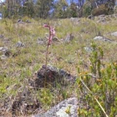 Diuris dendrobioides (Late Mauve Doubletail) at Kambah, ACT - 15 Nov 2013 by RobSpeirs