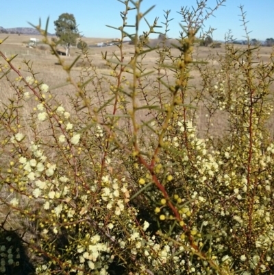 Acacia genistifolia (Early Wattle) at Jerrabomberra, NSW - 28 Jan 2016 by snapperoonie