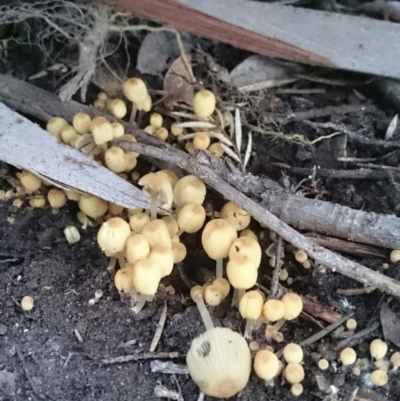 Coprinellus disseminatus (Coprinellus disseminatus) at Weetangera, ACT - 10 Jan 2016 by snapperoonie