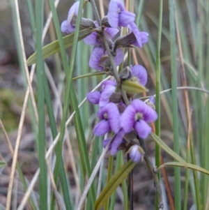 Hovea heterophylla at Giralang, ACT - 20 Jul 2016