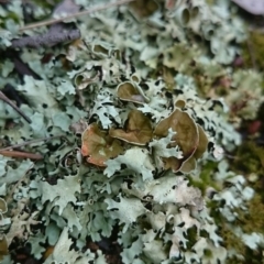 Parmeliaceae (family) (A lichen family) at Kaleen, ACT - 20 Jul 2016 by snapperoonie