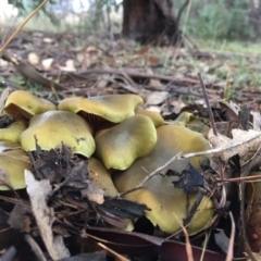 Cortinarius austrovenetus (Green Skinhead) at Googong, NSW - 20 Jul 2016 by Wandiyali