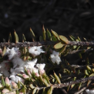 Styphelia attenuata at Isaacs, ACT - 20 Jul 2016