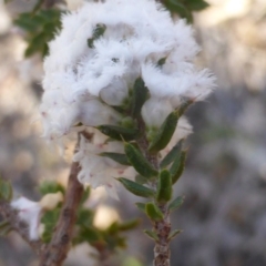 Styphelia attenuata at Isaacs, ACT - 20 Jul 2016