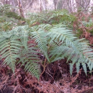 Pteridium esculentum at Acton, ACT - 20 Jun 2016