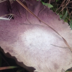 Calvatia cyathiformis at Dunlop, ACT - 21 Jul 2016 01:36 PM