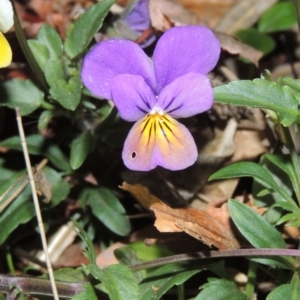 Viola arvensis at Gordon, ACT - 24 May 2016 08:11 PM
