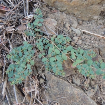 Euphorbia dallachyana (Mat Spurge, Caustic Weed) at Tennent, ACT - 3 May 2016 by MichaelBedingfield