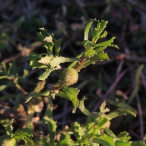 Centipeda cunninghamii at Tennent, ACT - 3 May 2016