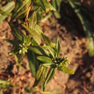 Persicaria prostrata (Creeping Knotweed) at Tennent, ACT - 3 May 2016 by MichaelBedingfield