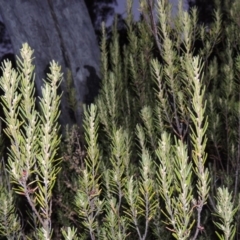 Bertya rosmarinifolia (Rosemary Bertya) at Tennent, ACT - 3 May 2016 by michaelb