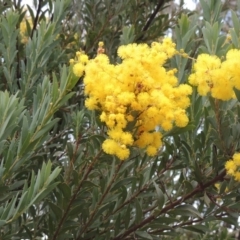 Acacia buxifolia subsp. buxifolia (Box-leaf Wattle) at Kambah, ACT - 28 Aug 2014 by michaelb