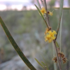 Acacia dawsonii (Dawson's Wattle) at Paddys River, ACT - 8 Oct 2014 by michaelb