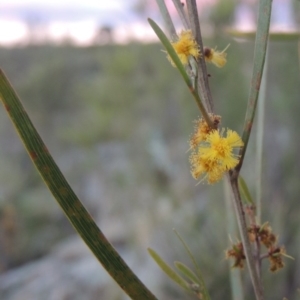 Acacia dawsonii at Paddys River, ACT - 8 Oct 2014