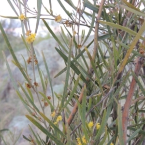 Acacia dawsonii at Paddys River, ACT - 8 Oct 2014