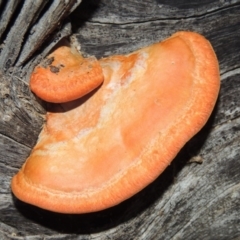 Trametes coccinea (Scarlet Bracket) at Pine Island to Point Hut - 10 Jul 2016 by michaelb