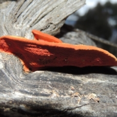 Trametes coccinea at Gordon, ACT - 10 Jul 2016