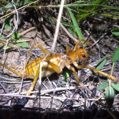 Cooraboorama canberrae (Canberra Raspy Cricket) at Dunlop, ACT - 10 Feb 2015 by RobSpeirs