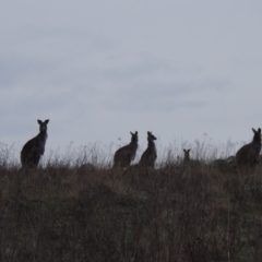 Macropus giganteus (Eastern Grey Kangaroo) at Gordon, ACT - 10 Jul 2016 by michaelb