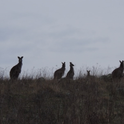 Macropus giganteus (Eastern Grey Kangaroo) at Gordon, ACT - 10 Jul 2016 by MichaelBedingfield