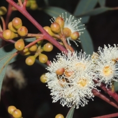 Eucalyptus mannifera (Brittle Gum) at Pine Island to Point Hut - 10 Jul 2016 by michaelb