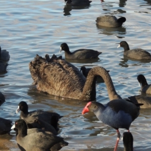 Fulica atra at Gordon, ACT - 21 Aug 2014