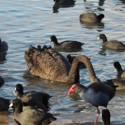 Fulica atra (Eurasian Coot) at Gordon, ACT - 21 Aug 2014 by MichaelBedingfield