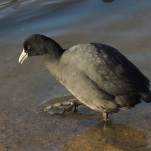 Fulica atra at Greenway, ACT - 23 Aug 2014