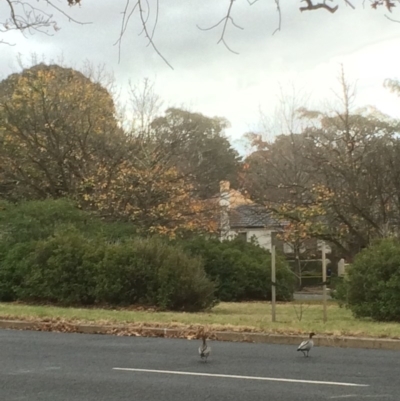 Chenonetta jubata (Australian Wood Duck) at Red Hill, ACT - 24 Jul 2016 by jks