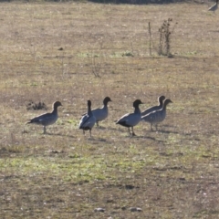 Chenonetta jubata (Australian Wood Duck) at Isaacs Ridge Offset Area - 17 Jul 2016 by Mike