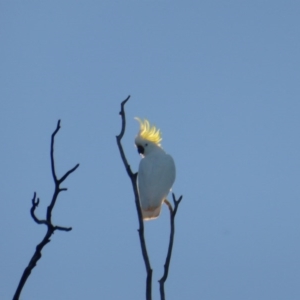 Cacatua galerita at Symonston, ACT - 17 Jul 2016 05:45 PM