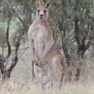 Macropus giganteus at Bonython, ACT - 15 Oct 2014 06:10 PM