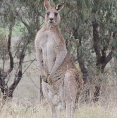 Macropus giganteus (Eastern Grey Kangaroo) at Bonython, ACT - 15 Oct 2014 by michaelb