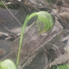 Pterostylis nutans (Nodding Greenhood) at Acton, ACT - 24 Jul 2016 by MattM