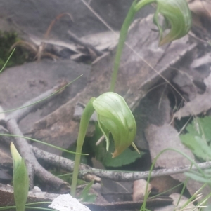 Pterostylis nutans at Acton, ACT - 24 Jul 2016