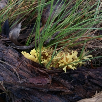 Ramaria sp. (A Coral fungus) at Forde, ACT - 25 Jul 2016 by JasonC