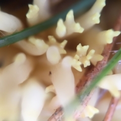 Ramaria sp. at Forde, ACT - 25 Jul 2016