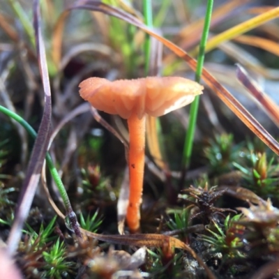 Laccaria sp. (Laccaria) at Forde, ACT - 25 Jul 2016 by JasonC