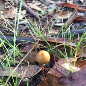 Stropharia sp. at Forde, ACT - 25 Jul 2016 12:00 PM