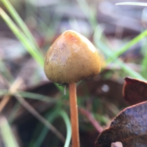 Stropharia sp. at Forde, ACT - 25 Jul 2016 12:00 PM