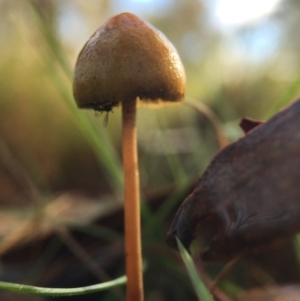 Stropharia sp. at Forde, ACT - 25 Jul 2016 12:00 PM